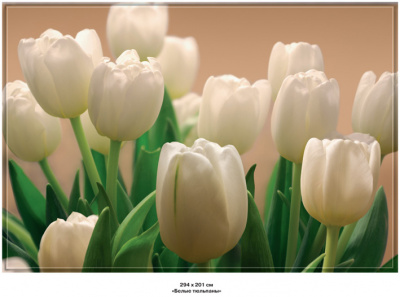 Фотообои Белые тюльпаны №232 (9 листов) 294*201см [07]