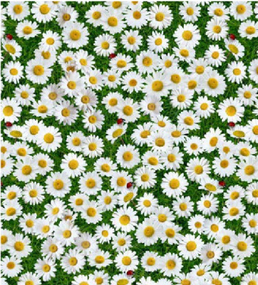 1765-00 Клеенка Florista 1.4*20м